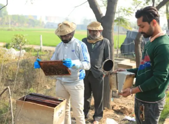 Bee Keeping