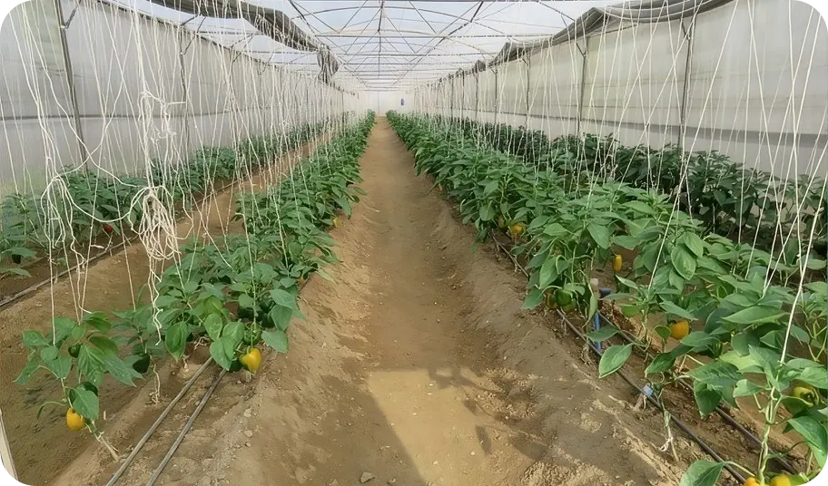 Cultivation of Capsicum