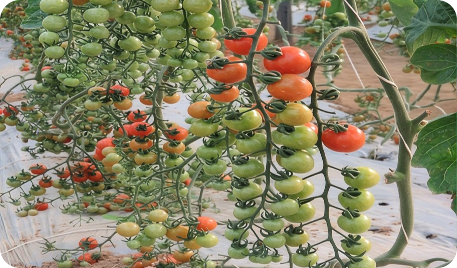 Cultivation of Cherry Tomato