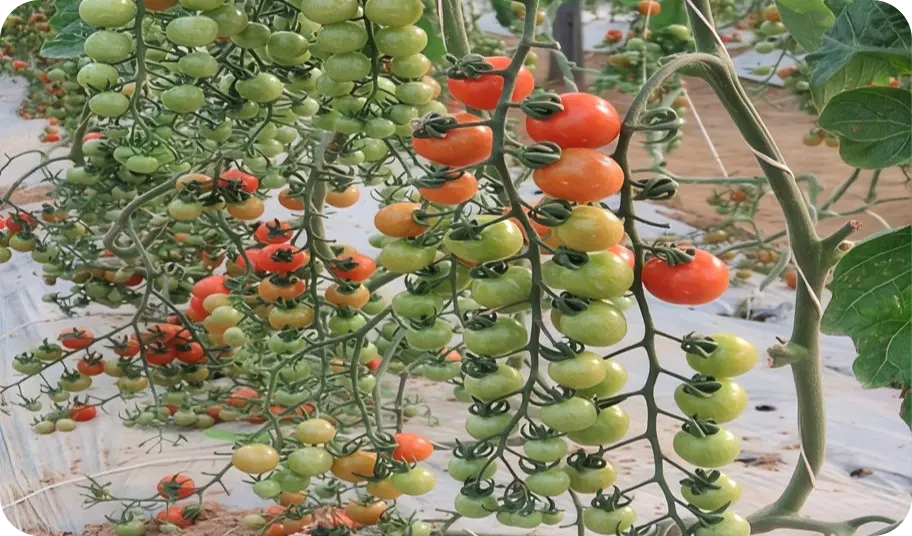 Cultivation of Cherry Tomato