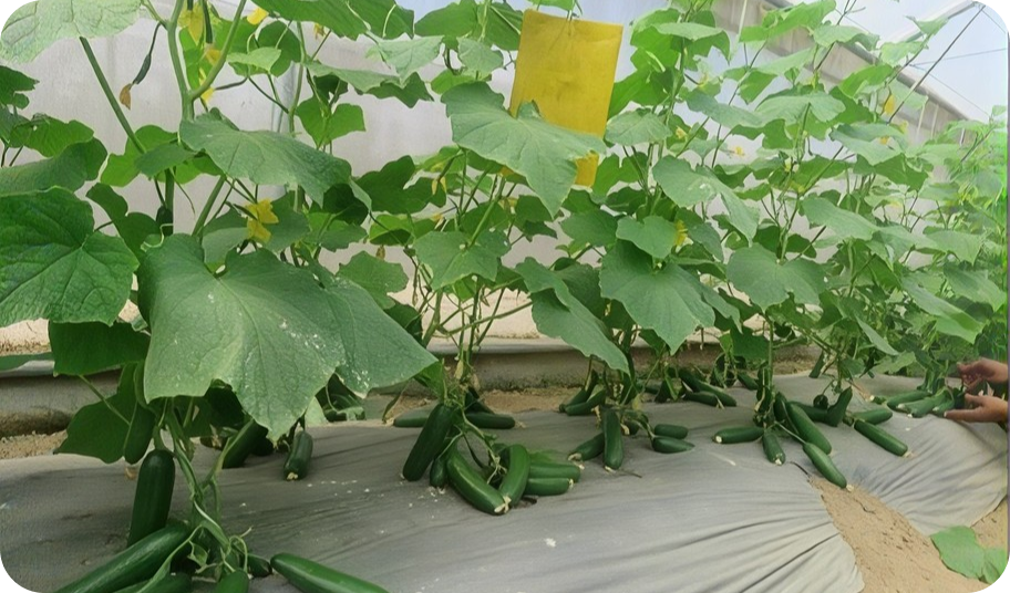 Cultivation of Cucumber