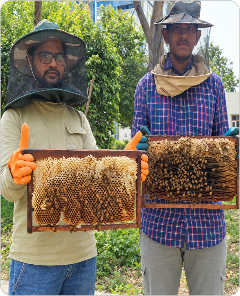 Beekeepers in Apiary holding Honeycomb Frames